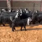 مراح معزاء عوارض صنف خصم تم البيع