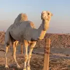 بعير اوضح برده على ساس طيب وموثق سنه ثني