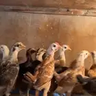 صوص دجاج بلدي فاخر