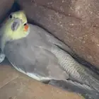 زوج كروان منتج على البيض وزوج دره