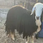 تم البيع