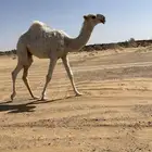 قعود كفو على ولد عليان الحيسوني