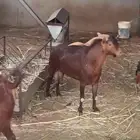 تيس فحل ادهم