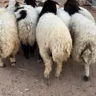 خرفان نعيم