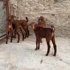 تيوس تربيه عدد 6 ترضع