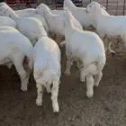 طليان