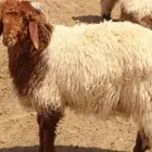 جزار
