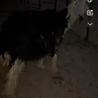 شاه نجديه سنها تامه معها ولدها خروف عمره سبع شهور وطيب