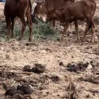 حسلان 3