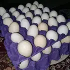 بيض بلدي مخصب 25 الطبق