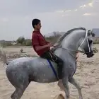 حصان واهو