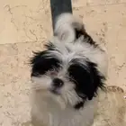 كلب شيتزو جرو