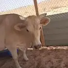 بقره الامانيه ام ثاني والد قبل شهر وعجلها ميت