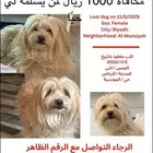 كلب ضائع مكافأة 1000 ريال لمن يسلمه حي ا