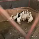 بط بكيني النسبه على الشاري البط على السوم 10اجواز