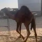 حوار البيع الرباع يوجد تابي تمارى