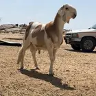 خروف مشروع