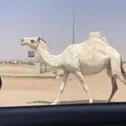 لقحه طيبه