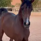 مهرة واهو حفيده بادرون ايميج