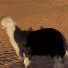 طلي نجدي مشروع فحل