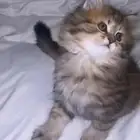 قطه صغيره للبيع