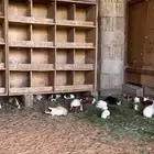 للبيع وبران بلدي