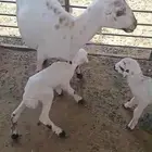 رفيديه معها خروفين منوة القناي
