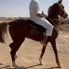 حصان شعبي