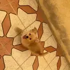 جرو بوميرانيان مكس للبيع