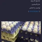 بيض