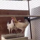 دجاجه بلدي مفرخه شررط