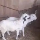 سواكني يضحي