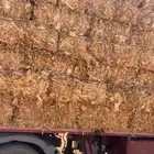 ذره شاميه وجيزانيه