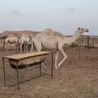 بكره حقه داخله لقيه