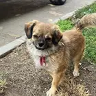 friendly dog for sale