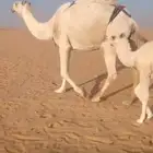 خلفة وضحا كفو