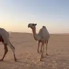 بكره للبيع شقحة