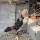 ديك شامو للبيع بطل العمر5شهور تقريبا  يوجد مقطع فديو لتو ضيح