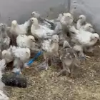 صوص براهما سوبر جامو