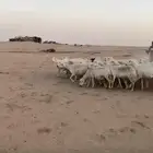 غنم حريات رغياث ودفيع
