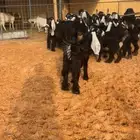 جفرات عوارض بفحولها صنف نادر خصممم