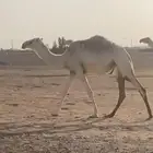 بكره باتليه حقه