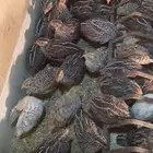 سمان بلدي العمر شهر تقريبا الصحة جيدة