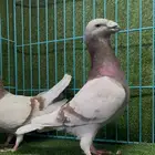 أزوج سبشل او اكسبدشن منتجة