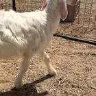 طلي عيسي