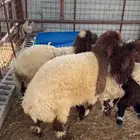 طليان