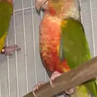 زوج كنيور اناناس