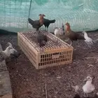 صيصان بشاير فيومي