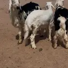 نجد