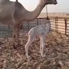 خلفه تحتها بكره وضحى للبيع